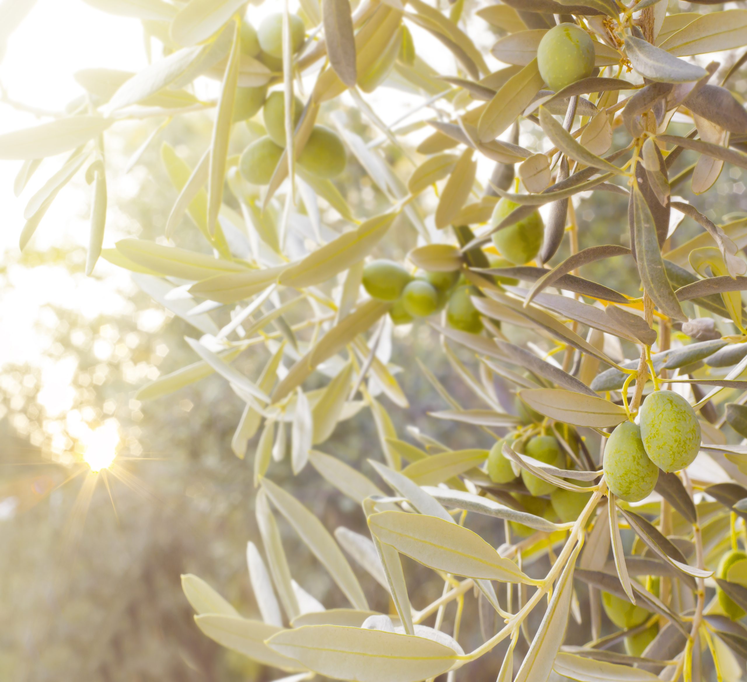 sun-kissed_olive_cluster_vineyard_agricola-guerreschi