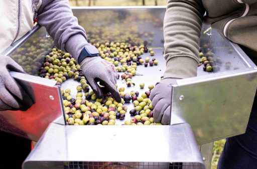 olives_selection_agricola-guerreschi