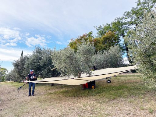 Oliviculture_harvesting_olives_agricola_guerreschi