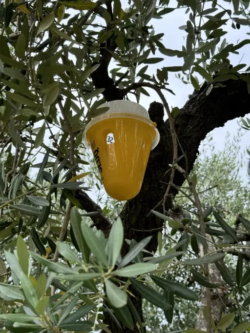 Eco-friendly traps for pest control_Sustainable practices _Fine Italian Extra Virgin Olive Oil & Valpolicella Wine