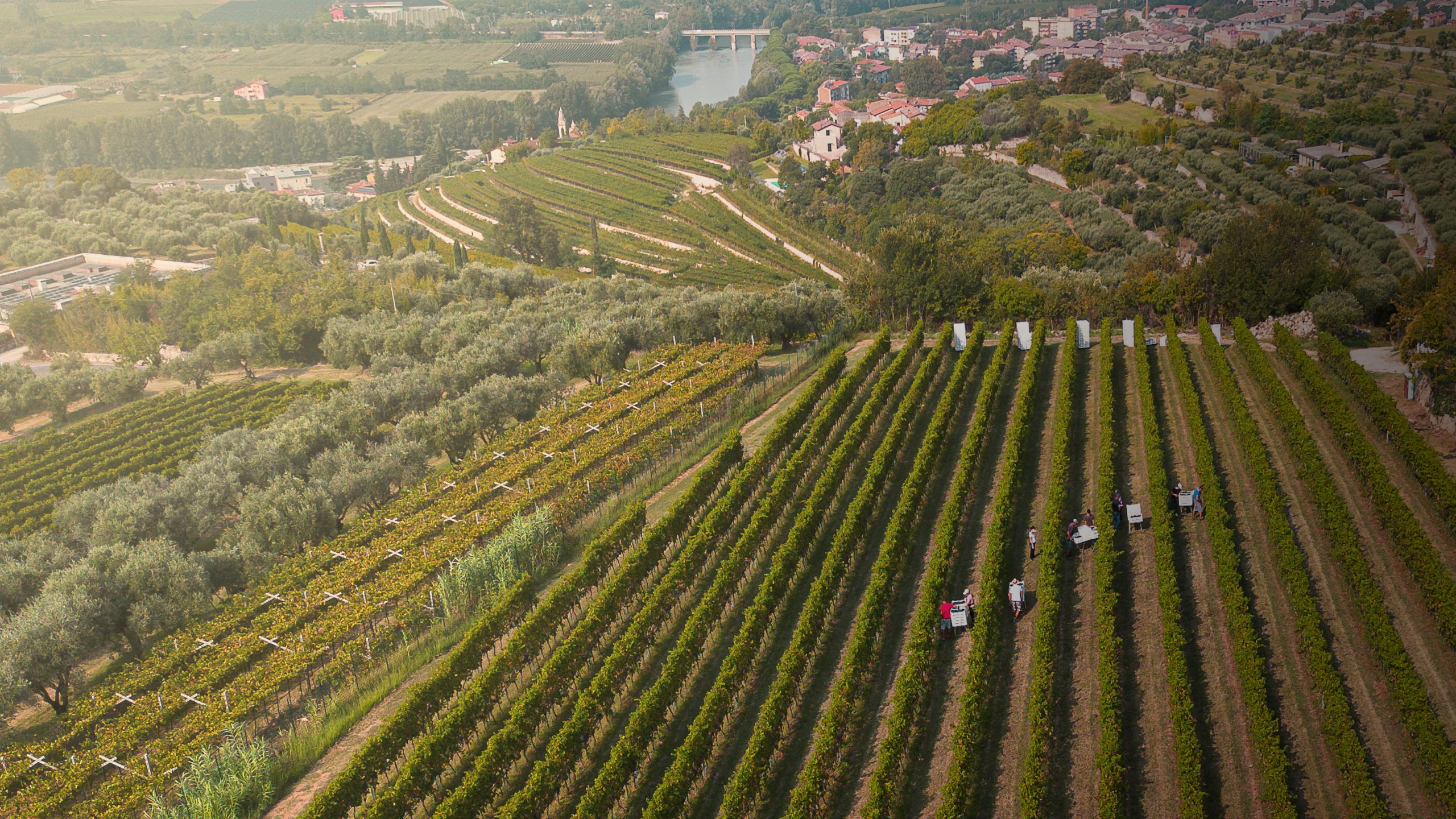 Agricola Guerreschi — foto 2