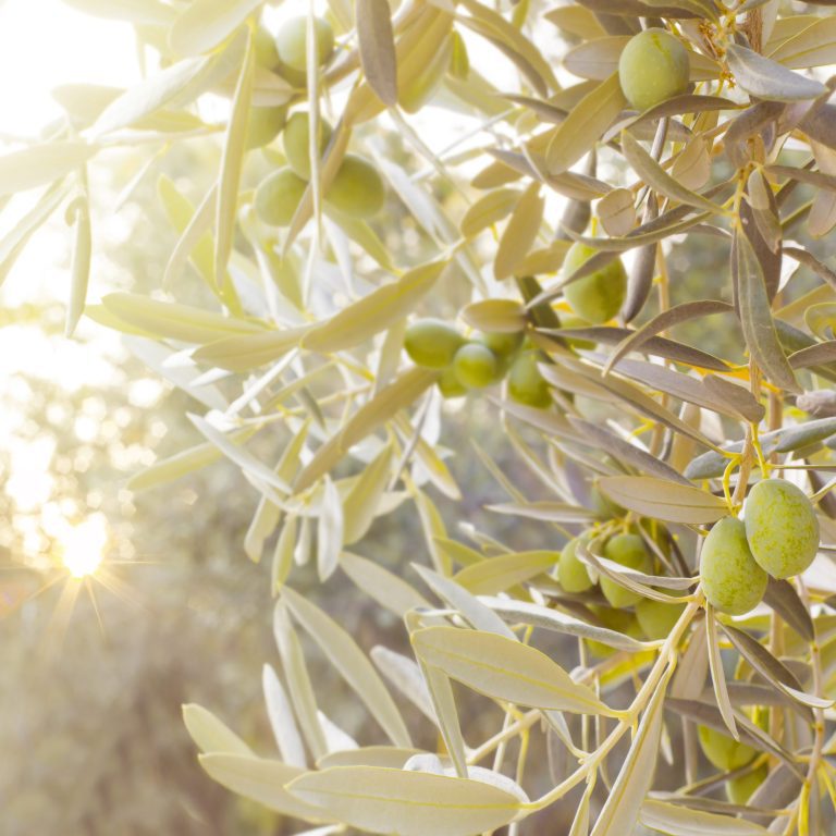 sun-kissed_olive_cluster_vineyard_agricola-guerreschi