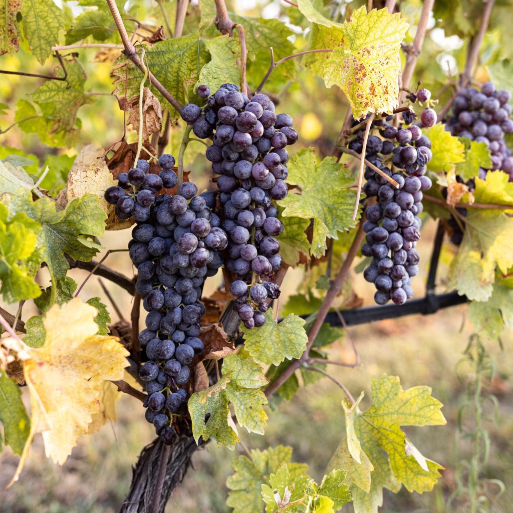 valpolicella_grapes_agricola-guerreschi
