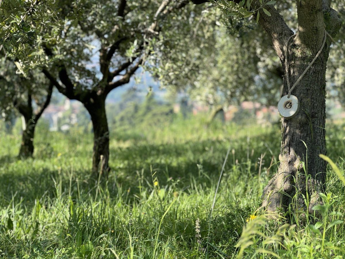 agricola_guerreschi_sustainable_Oliviculture_Olive_trees