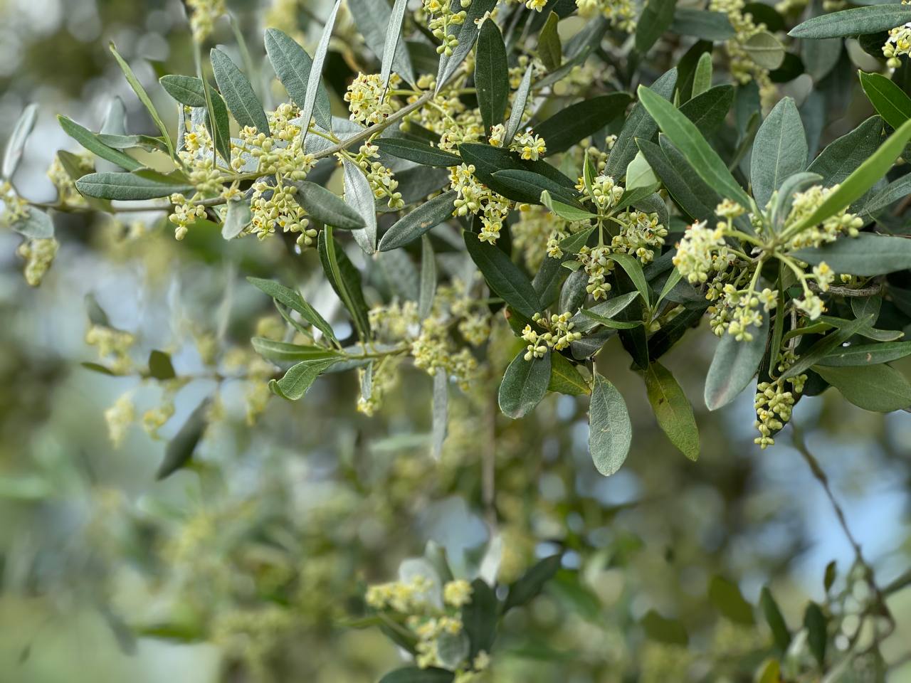 agricola_guerreschi_sustainable_Oliviculture_Olives_flowering