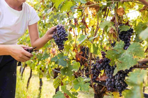 agricola_guerreschi_viticulture