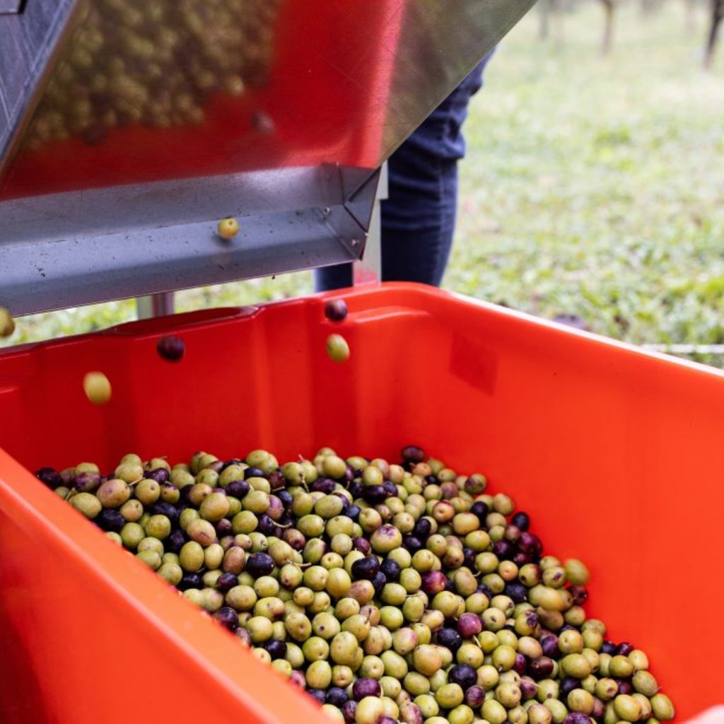 olive_fruits_agricola-guerreschi