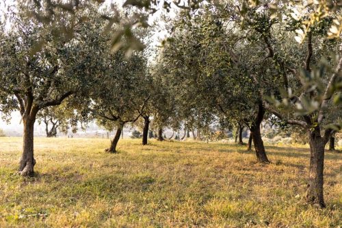 Olive_trees_agricola-guerreschi