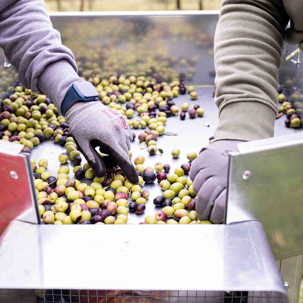 olives_selection_agricola-guerreschi