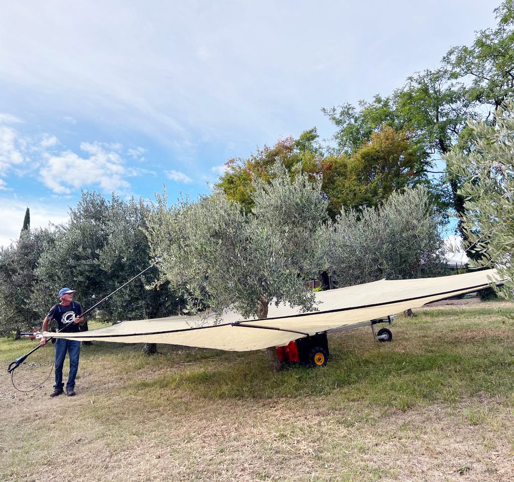 Oliviculture_harvesting_olives_agricola_guerreschi