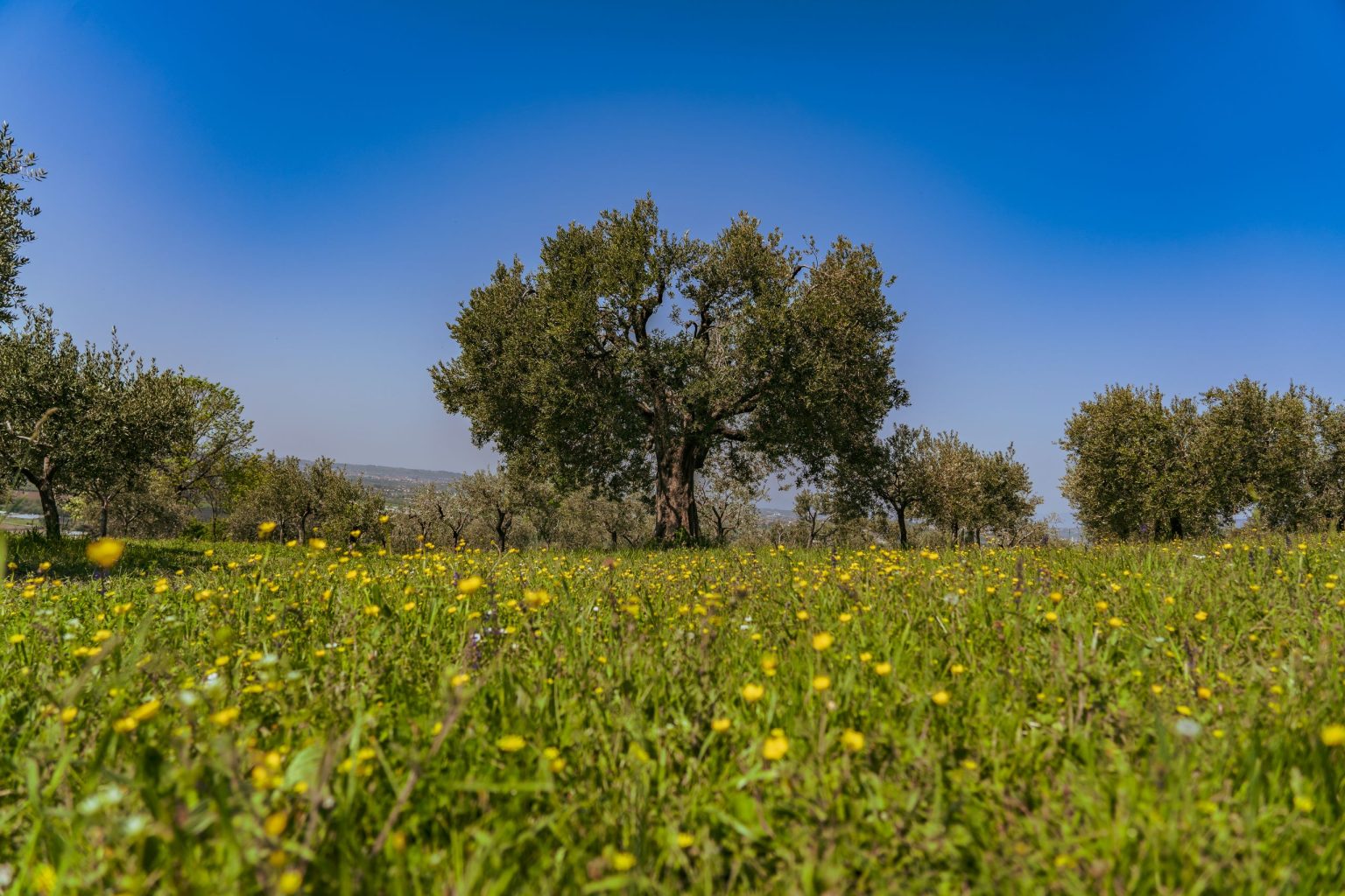 spring_view_olivetree_agricola-guerreschi