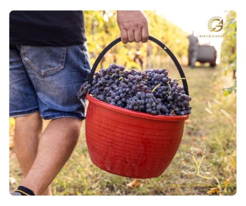 agricola_guerreschi_collabration_vignetti_luciano_valpolicella_grape_harvest_wine