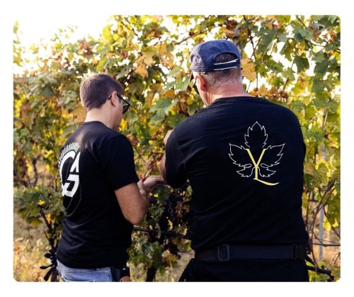 agricola_guerreschi_collabration_vignetti_luciano_vedemmia_viticulture