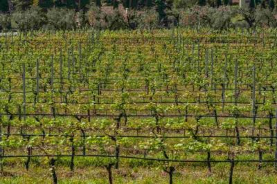 drip_irrigation_water-saving practices to minimize water usage while maximizing its effectiveness_agricolaguerreschi