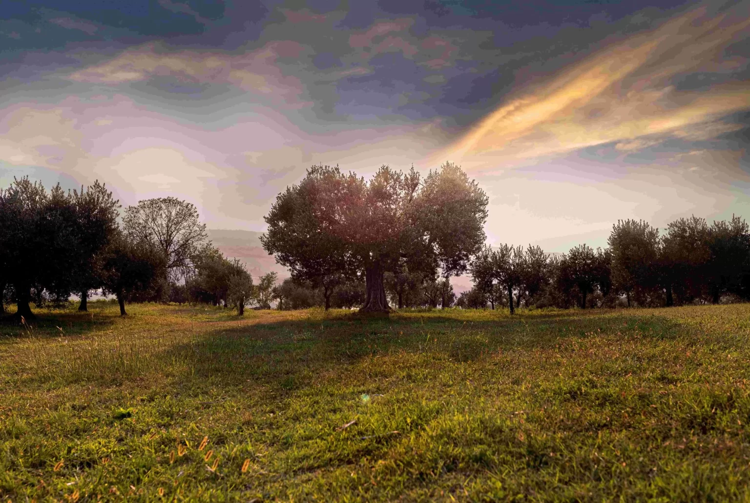 olive_tree_fallview_agricola-guerreschi_sostianablita